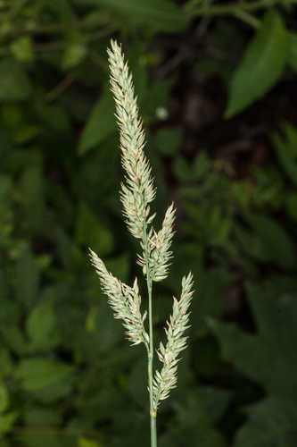 Phalaris arundinacea #4